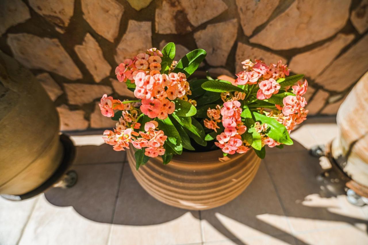 Aloe Villa Chania Crete Georgioupoli Ngoại thất bức ảnh